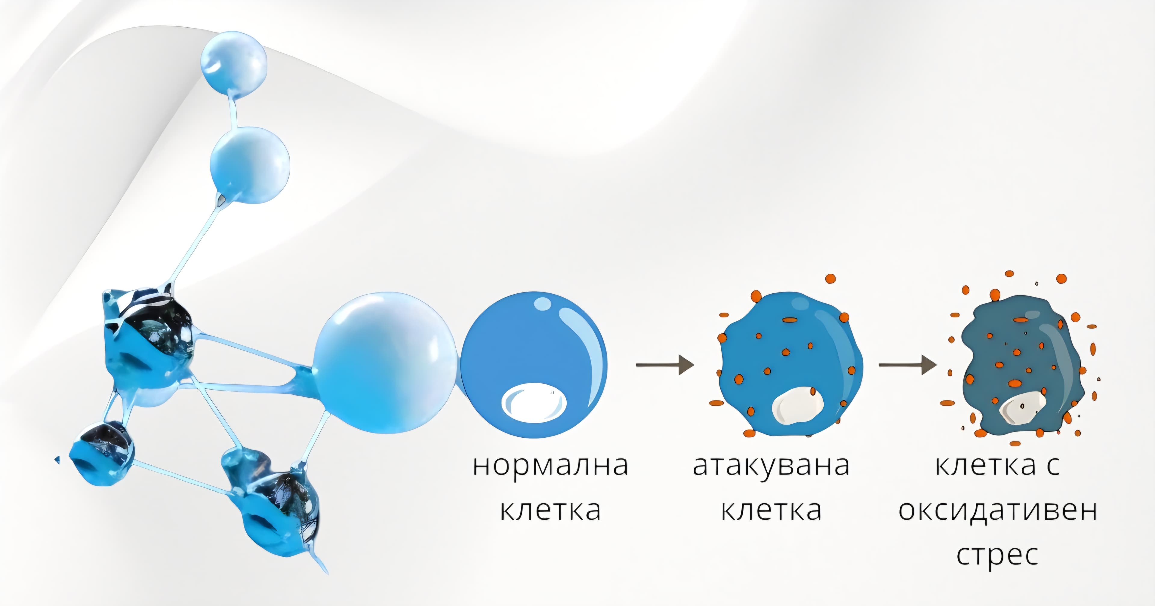Свободните радикали и как да се защитим от тях чрез натурален подход