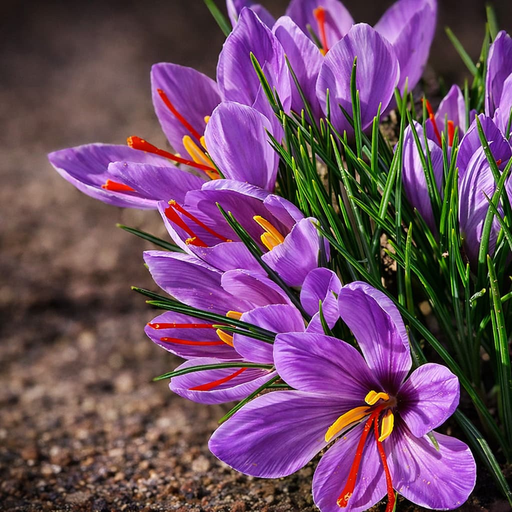 Шафранът: деликатна сила
